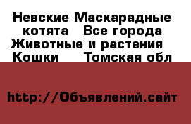 Невские Маскарадные котята - Все города Животные и растения » Кошки   . Томская обл.